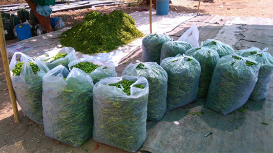 HM Bags, Vegetable Bags (Carry Bag)