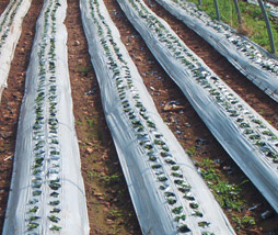 Plastic Mulching Film Plastic Mulching Film