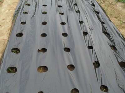 Plastic Mulching Film Plastic Mulching Film